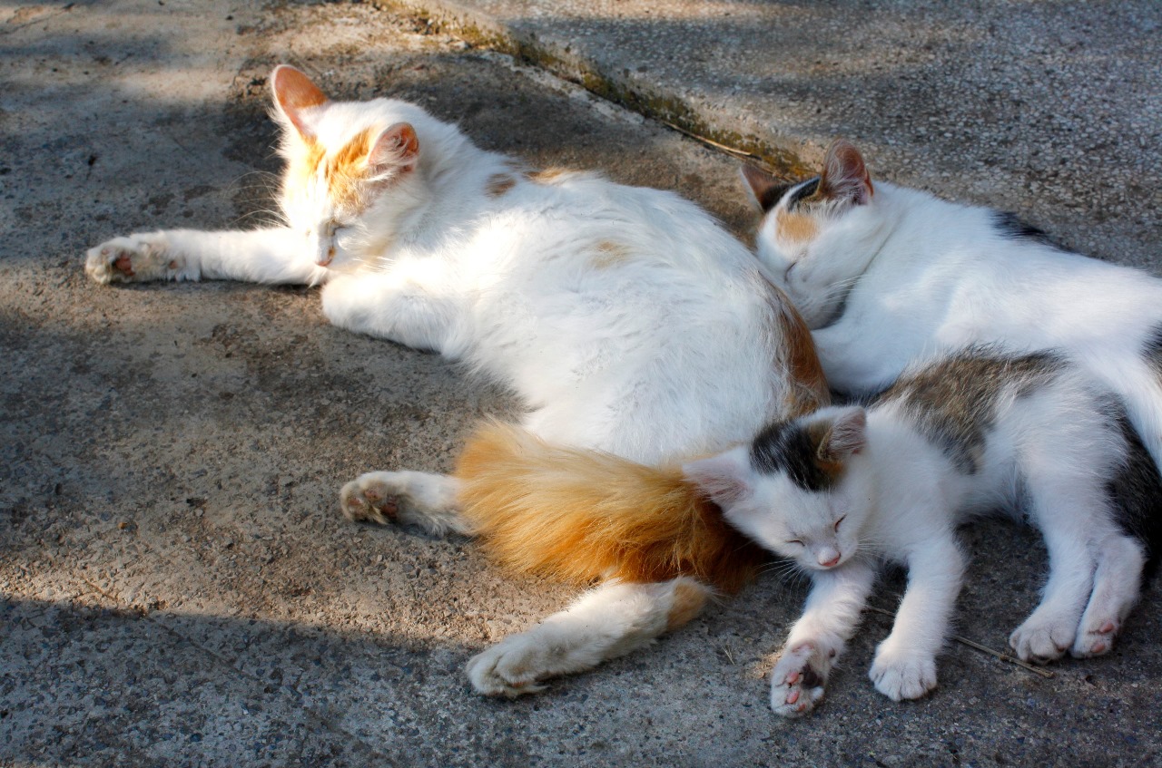 Rescuing Abandoned Pets in Sri Lanka