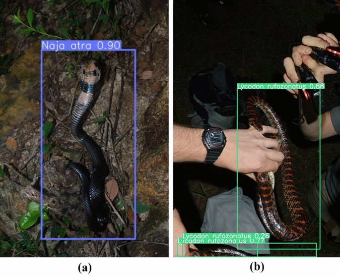 Meet Our AI Snake Classifier