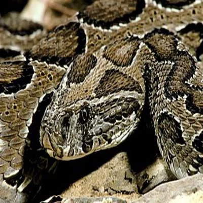 Why Snake Identification Matters