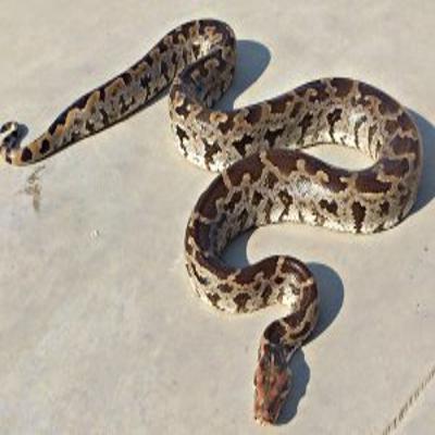 Common Misconceptions About Snakes